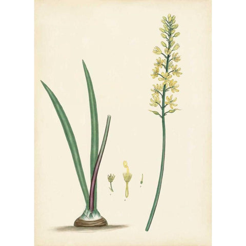 Splendors of Botany VI Black Modern Wood Framed Art Print by Unknown