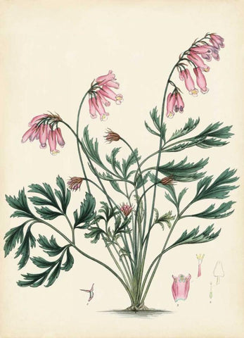 Splendors of Botany VII White Modern Wood Framed Art Print with Double Matting by Unknown