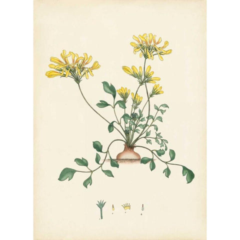 Splendors of Botany VIII Gold Ornate Wood Framed Art Print with Double Matting by Unknown