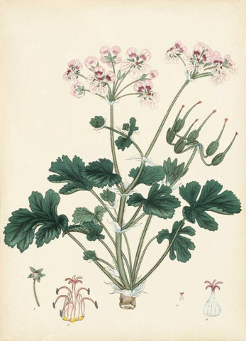 Splendors of Botany IX Black Ornate Wood Framed Art Print with Double Matting by Unknown