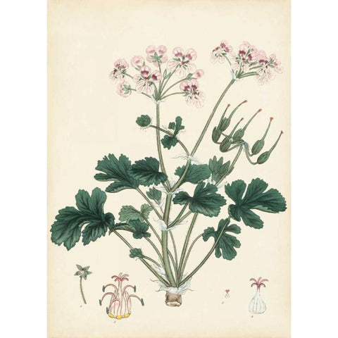 Splendors of Botany IX Black Modern Wood Framed Art Print by Unknown