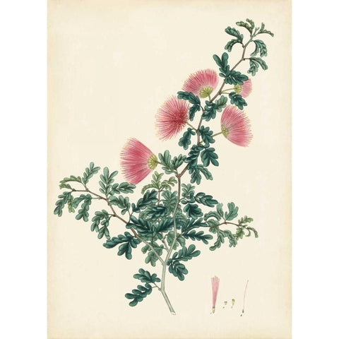 Splendors of Botany X White Modern Wood Framed Art Print by Unknown