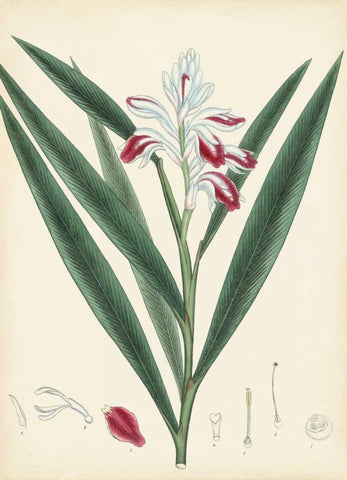 Splendors of Botany XI White Modern Wood Framed Art Print with Double Matting by Unknown