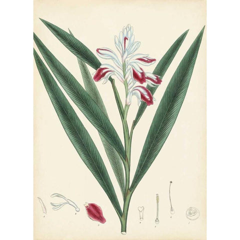 Splendors of Botany XI Black Modern Wood Framed Art Print with Double Matting by Unknown