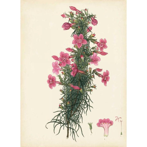 Splendors of Botany XII Black Modern Wood Framed Art Print by Unknown