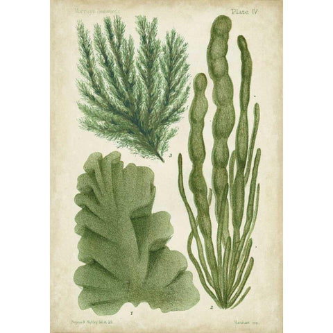 Seaweed Specimen in Green I Black Modern Wood Framed Art Print with Double Matting by Vision Studio