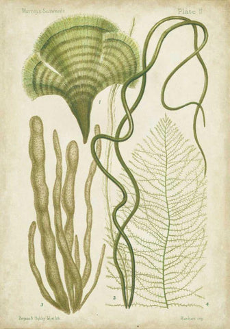 Seaweed Specimen in Green II Black Ornate Wood Framed Art Print with Double Matting by Vision Studio