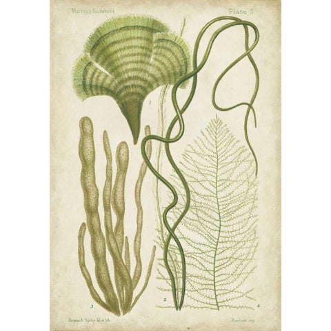 Seaweed Specimen in Green II Black Modern Wood Framed Art Print with Double Matting by Vision Studio