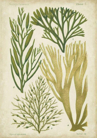 Seaweed Specimen in Green III Black Ornate Wood Framed Art Print with Double Matting by Vision Studio