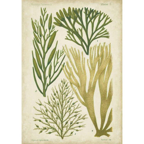 Seaweed Specimen in Green III Black Modern Wood Framed Art Print by Vision Studio