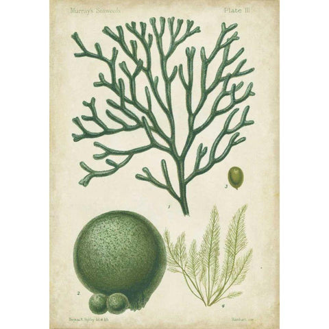 Seaweed Specimen in Green IV White Modern Wood Framed Art Print by Vision Studio