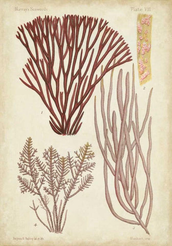 Seaweed Specimen in Coral I Black Ornate Wood Framed Art Print with Double Matting by Vision Studio