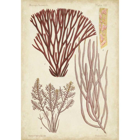 Seaweed Specimen in Coral I Black Modern Wood Framed Art Print by Vision Studio