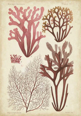 Seaweed Specimen in Coral II White Modern Wood Framed Art Print with Double Matting by Vision Studio