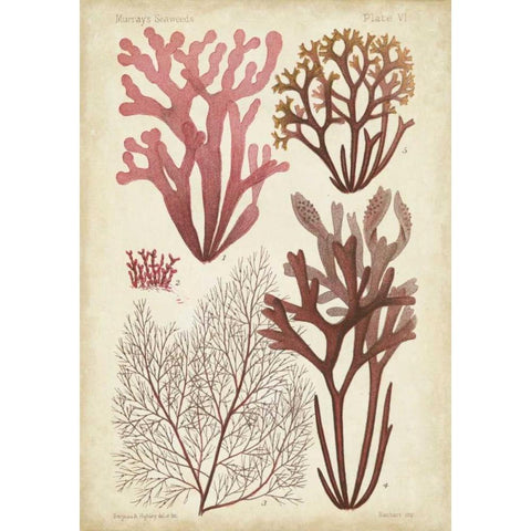 Seaweed Specimen in Coral II Black Modern Wood Framed Art Print by Vision Studio