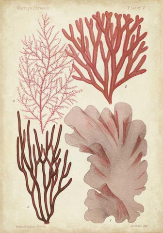 Seaweed Specimen in Coral III Black Ornate Wood Framed Art Print with Double Matting by Vision Studio