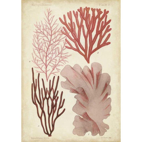 Seaweed Specimen in Coral III Black Modern Wood Framed Art Print by Vision Studio