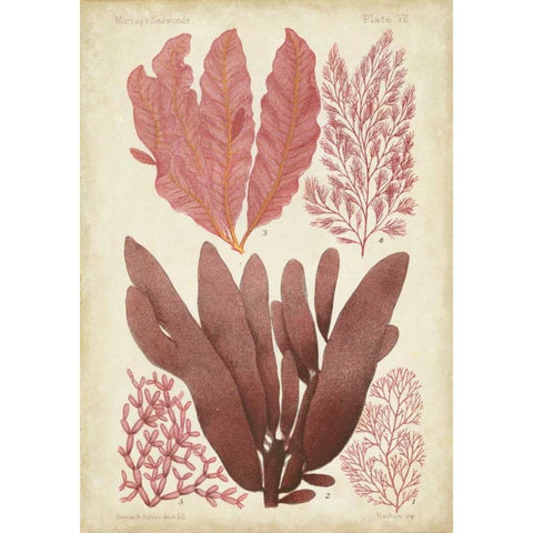 Seaweed Specimen in Coral IV Gold Ornate Wood Framed Art Print with Double Matting by Vision Studio
