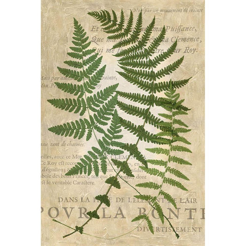 Fern Folio I Gold Ornate Wood Framed Art Print with Double Matting by Vision Studio