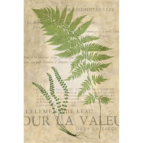 Fern Folio II Gold Ornate Wood Framed Art Print with Double Matting by Vision Studio