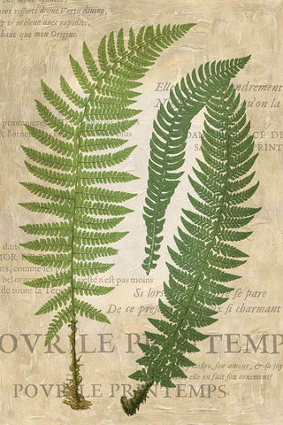 Fern Folio III Black Ornate Wood Framed Art Print with Double Matting by Vision Studio