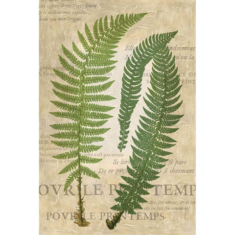 Fern Folio III Black Modern Wood Framed Art Print by Vision Studio