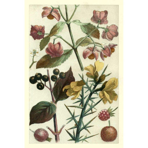 Fruits and Foliage I Gold Ornate Wood Framed Art Print with Double Matting by Vision Studio