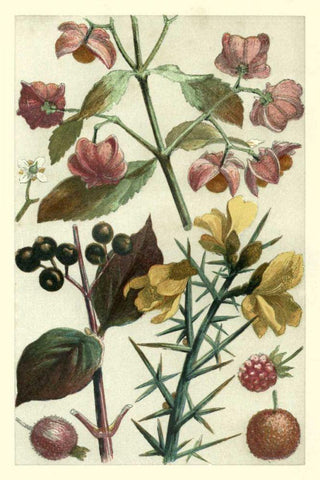 Fruits and Foliage I Black Ornate Wood Framed Art Print with Double Matting by Vision Studio