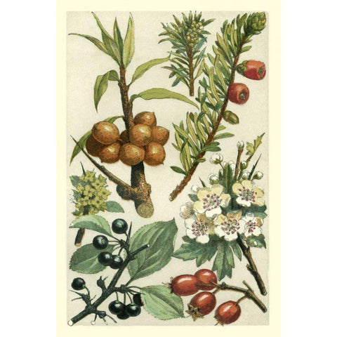 Fruits and Foliage III Gold Ornate Wood Framed Art Print with Double Matting by Vision Studio