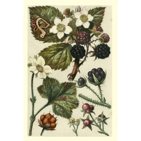 Fruits and Foliage VI Black Modern Wood Framed Art Print with Double Matting by Vision Studio