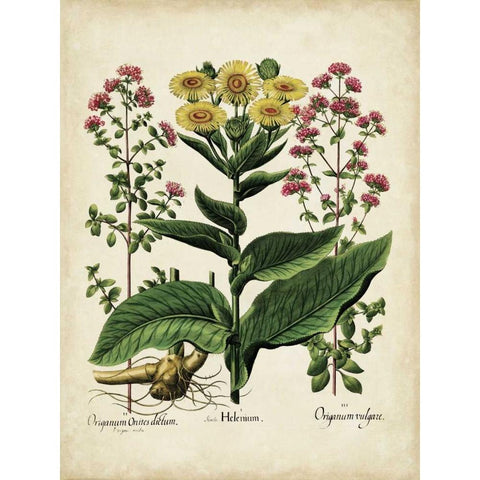 Besler Florilegium I Black Modern Wood Framed Art Print with Double Matting by Besler, Basilius