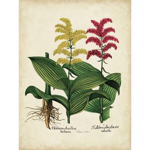 Besler Florilegium II Black Modern Wood Framed Art Print with Double Matting by Besler, Basilius