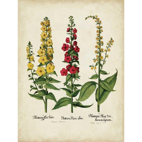 Besler Florilegium III Black Modern Wood Framed Art Print with Double Matting by Besler, Basilius
