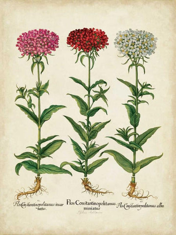 Besler Florilegium IV White Modern Wood Framed Art Print with Double Matting by Besler, Basilius