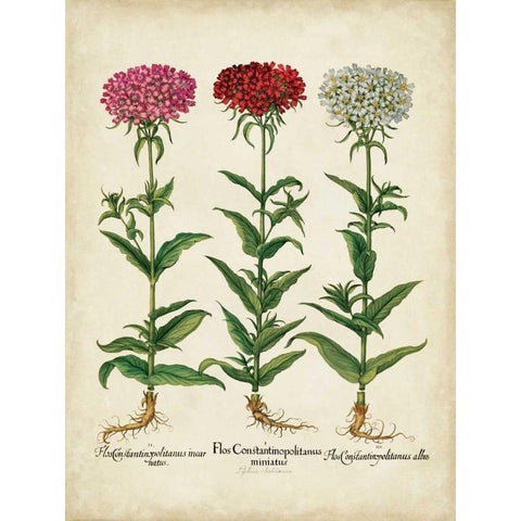 Besler Florilegium IV Black Modern Wood Framed Art Print by Besler, Basilius