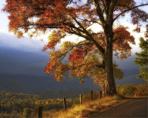 And Morning Comes Black Ornate Wood Framed Art Print with Double Matting by Head, Danny