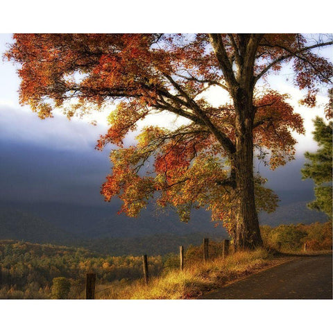 And Morning Comes Black Modern Wood Framed Art Print by Head, Danny