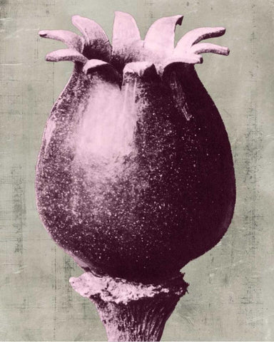 Blossfeldt Redeux I Black Ornate Wood Framed Art Print with Double Matting by Vision Studio