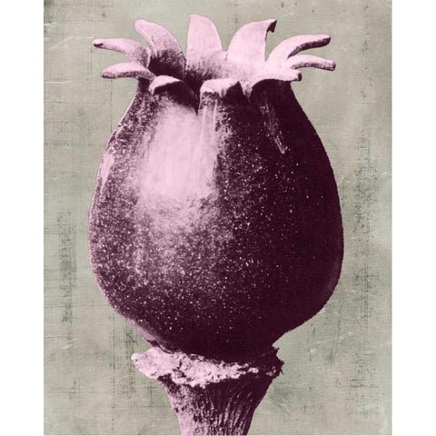 Blossfeldt Redeux I Black Modern Wood Framed Art Print with Double Matting by Vision Studio