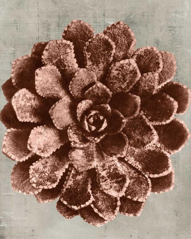 Blossfeldt Redeux II Black Ornate Wood Framed Art Print with Double Matting by Vision Studio