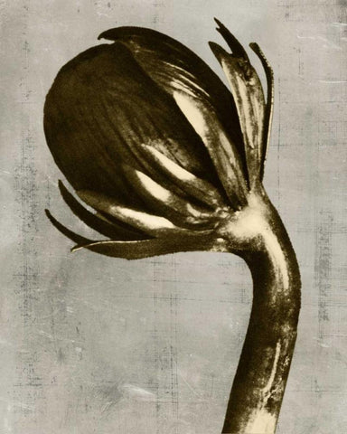 Blossfeldt Redeux III Black Ornate Wood Framed Art Print with Double Matting by Vision Studio