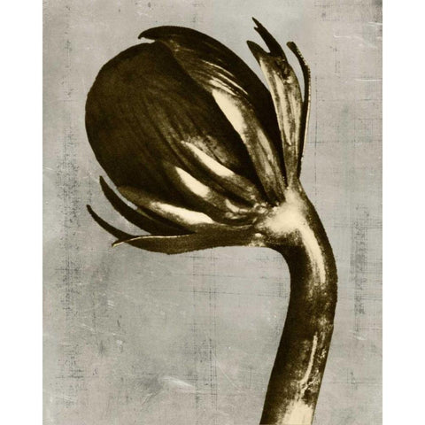 Blossfeldt Redeux III Black Modern Wood Framed Art Print by Vision Studio