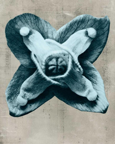 Blossfeldt Redeux IV White Modern Wood Framed Art Print with Double Matting by Vision Studio