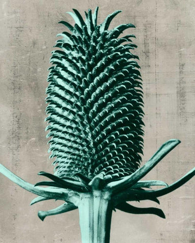 Blossfeldt Redeux V Black Ornate Wood Framed Art Print with Double Matting by Vision Studio