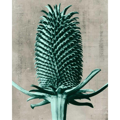 Blossfeldt Redeux V Black Modern Wood Framed Art Print by Vision Studio