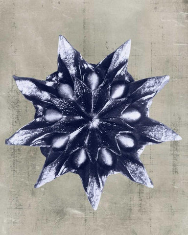 Blossfeldt Redeux VI Black Ornate Wood Framed Art Print with Double Matting by Vision Studio