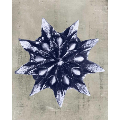 Blossfeldt Redeux VI Black Modern Wood Framed Art Print with Double Matting by Vision Studio