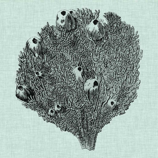 Image Only
