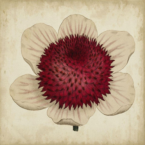 Pop Floral IV Black Ornate Wood Framed Art Print with Double Matting by Vision Studio