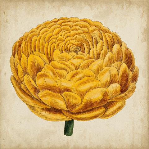 Pop Floral VIII White Modern Wood Framed Art Print with Double Matting by Vision Studio